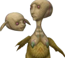 Oocca