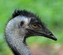 Casuariiformes