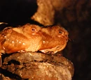 Oilbird
