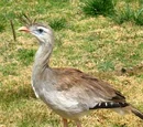 Seriema