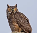 Strigidae