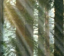 Main Page
