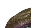Passion Fruit