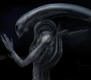 Jockey-Xenomorph