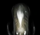 Alien War