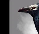 Crow Witch Malphas