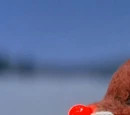Rudolph