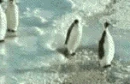 Penguin Slap.gif