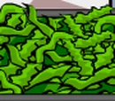 Flora