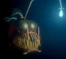 Anglerfish