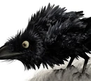 The Crow