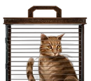 Gato Naranja