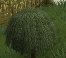 Willow tree
