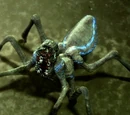 Crawlies