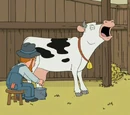 S&M cow