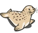 Harbor Seal