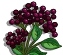 Elderberries