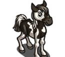 Pottok Pony Foal