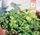 Oregano
