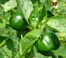 Capsicum annuum 'Gamba'