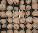 Potato