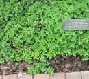 Marjoram