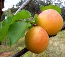 Apricot