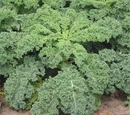 Kale