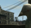 Flying Rats