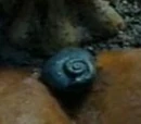 Snail