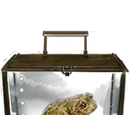 Natterjack Toad