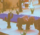 Bison