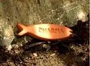 FISH.jpg