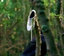 White tennis shoe