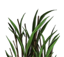 Sugar Plantation