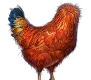 Headless Chicken