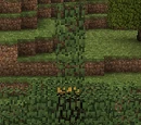 Rubber Tree