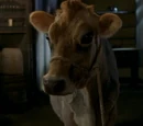 Milky White