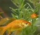 Bert's goldfish