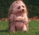 Hedgehogs