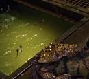 Scintillating Jeweled Scuttling Crabs