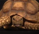 Mr. Turtle