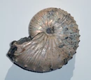 Index fossil