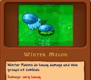 Winter Melon