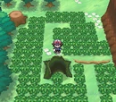 Lostlorn Forest