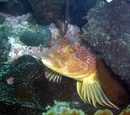 Greenling