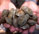 Cherrystone clam
