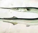 Garfish