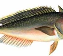 Tilefish