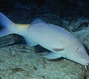 Goatfish